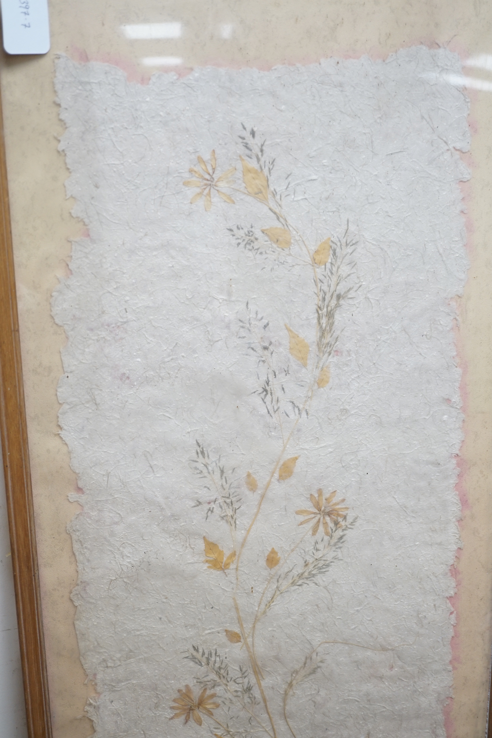 A large framed botanical pressing, frame 121x49cm